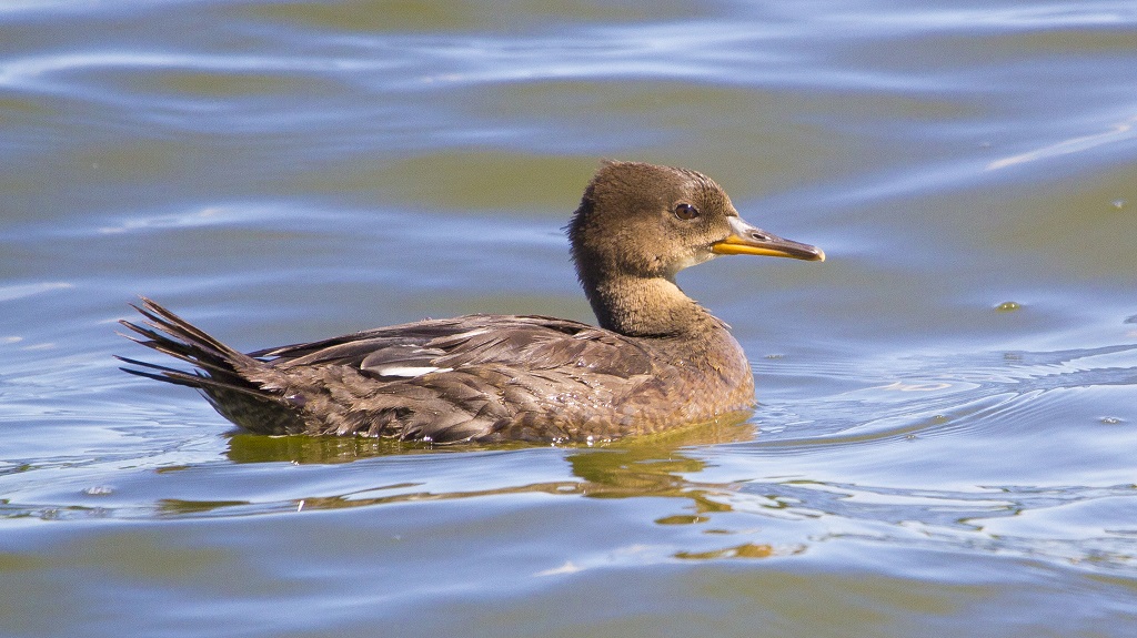 Hooded Merganser